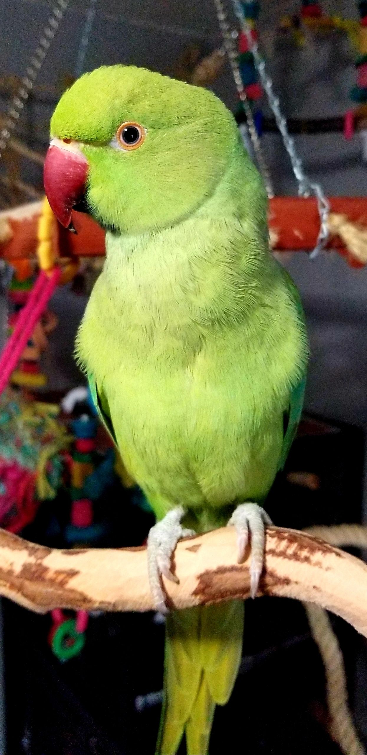 Julep | Chatterbox Parrots